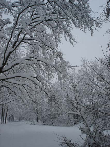 Bild:Schneechaos in Mnchen 2006