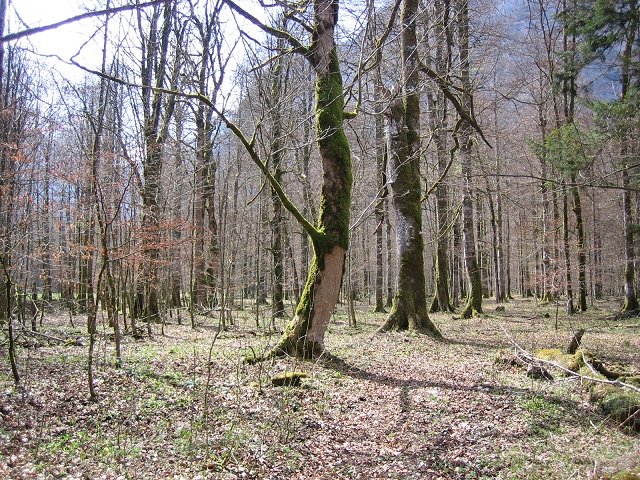 Bild:Urlaub in Berchtesgaden